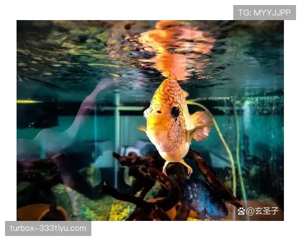 汪顺家里到底是装了多少鱼缸?感觉他一出门都能带着海洋气息了 汪顺家里到底是装了多少鱼缸?感觉他一出门都能带着海洋气息了